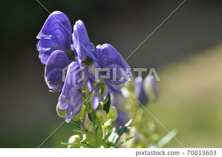 Torikabuto花 Torikabuto花 70813603