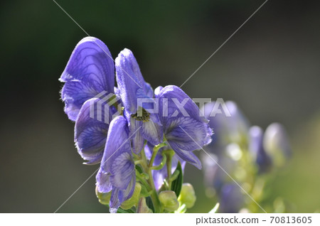 Torikabuto flowers Torikabuto flowers 70813605