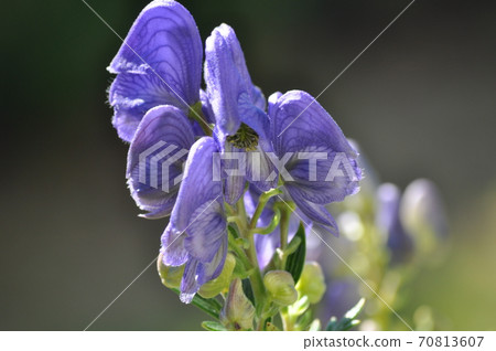 Torikabuto花 Torikabuto花 70813607