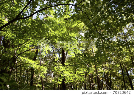 秋天的日出觸及楓樹的森林風光 秋天的日出觸及楓樹的森林風光 70813642