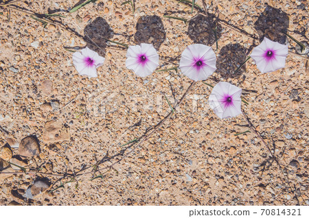 Convolvulus arvensis or field bindweed 70814321