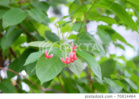 Chikunshi flower, herbal medicine Chikunshi flower, herbal medicine 70814464