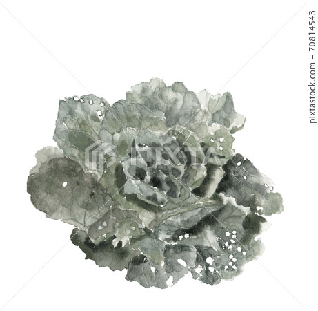 Chinese cabbage before heading White background monotone [ink painting style] 70814543