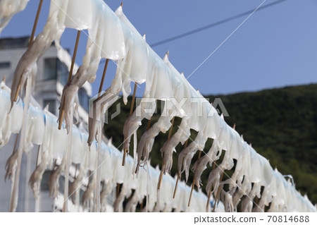 Suspended squid 70814688