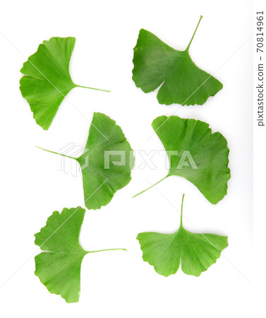 Ginkgo biloba 70814961