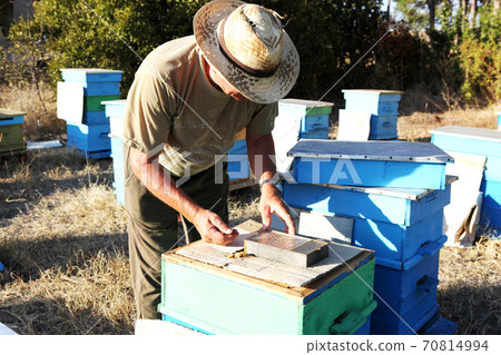 Beekeeper inspecting bees Beekeeper inspecting bees 70814994