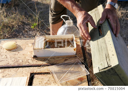 Beekeeper inspecting bees 70815004
