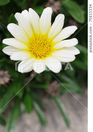 Vertical close-up photo of a single Gazania flower Vertical close-up photo of a single Gazania flower 70815334