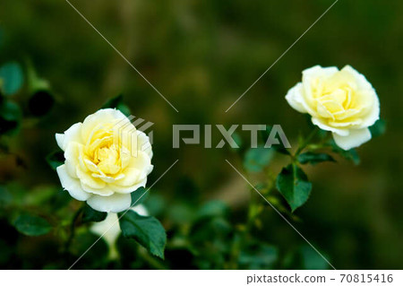 Rose Vanilla Bonica 70815416