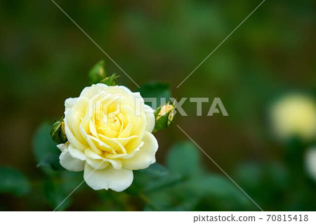 Rose Vanilla Bonica Rose Vanilla Bonica 70815418