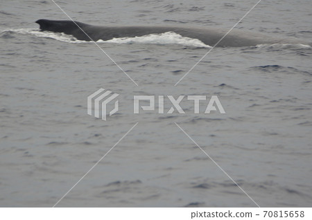 駝背鯨的背(凱拉馬群島內陸/沖繩縣) 駝背鯨的背(凱拉馬群島內陸/沖繩縣) 70815658