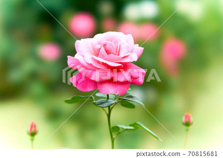 Rose Magari Rose Magari 70815681