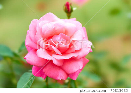 Rose Magari 70815683