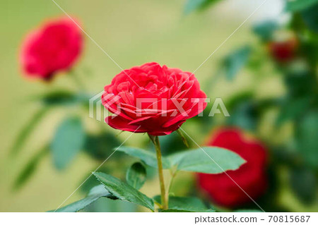 Rose Siegfried 70815687