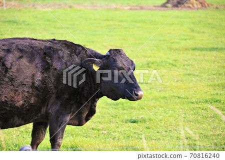 日本牛肉 70816240