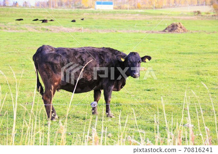 日本牛肉 70816241