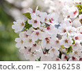櫻花盛開 70816258