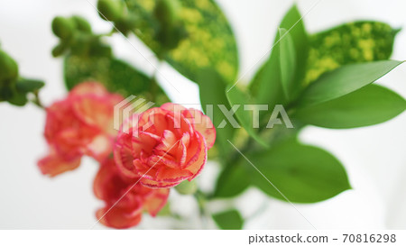 Spray carnation and green in a vase Spray carnation and green in a vase 70816298