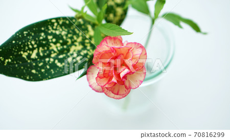 Spray carnation and green in a vase 70816299