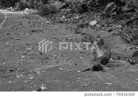 long tail macaque monkey mom looking her baby sick and lay down on road at Phra Buddha Chai temple in Thailand long tail macaque monkey mom looking her baby sick and lay down on road at Phra Buddha Chai temple in Thailand 70816300