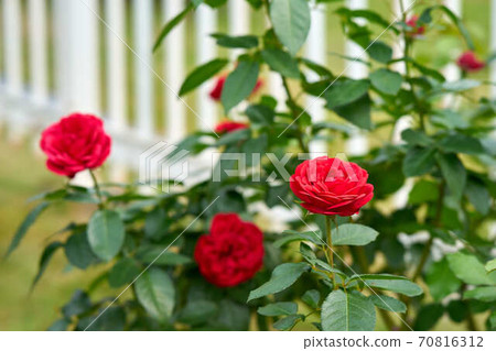 Rose Siegfried 70816312