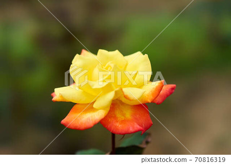 Rose Kaohsiung 70816319