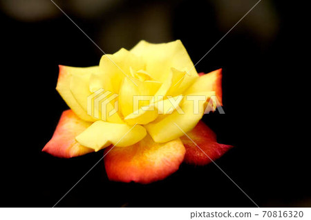 Rose Kaohsiung Rose Kaohsiung 70816320