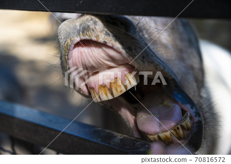 Horse's mouth and teeth close up Horse's mouth and teeth close up 70816572