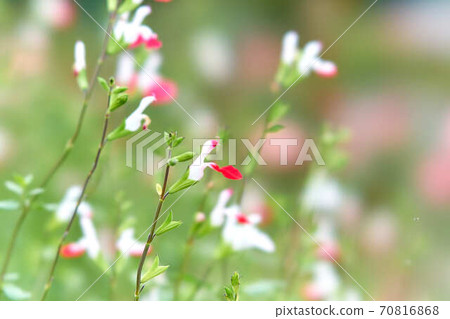 Salvia microfila Salvia microfila 70816868