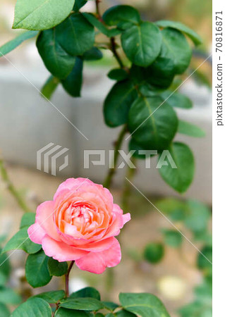 Rose pink panther 70816871