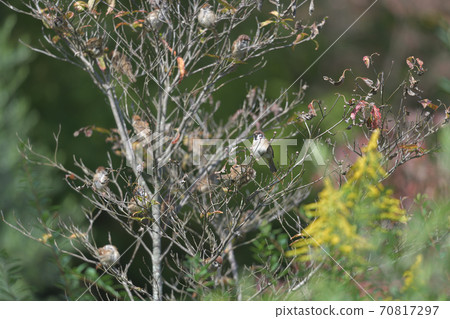 Sparrows gathering on dead branches at the end of autumn Sparrows gathering on dead branches at the end of autumn 70817297