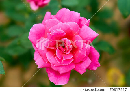 Rose Charlotte Armstrong 70817317