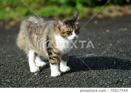 Kijitora white stray cat female waiting for the old man to bring breakfast Kijitora white stray cat female waiting for the old man to bring breakfast 70817344