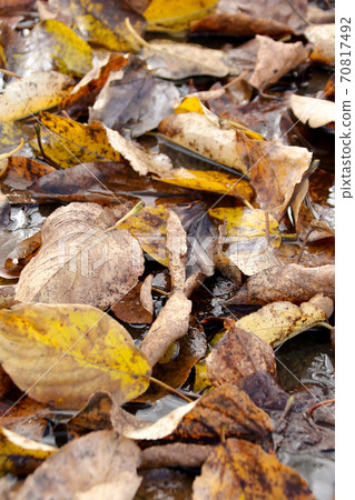 Dead leaves, fallen leaves, lawn, park, autumn, turf, nature, outdoors, fallen leaves, dead leaves, plants, autumn leaves, leaves 70817492