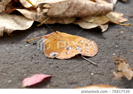 枯葉，落葉，草坪，公園，秋天，草皮，自然，戶外，落葉，枯葉，植物，秋葉，葉子 70817530