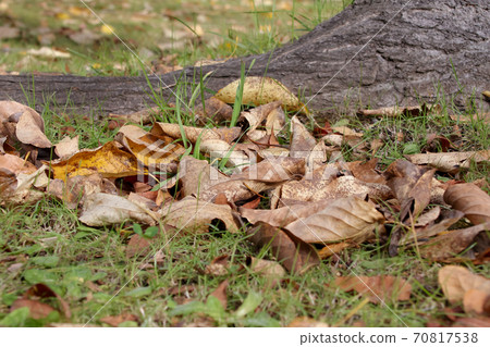 枯葉，落葉，草坪，公園，秋天，草皮，自然，戶外，落葉，枯葉，植物，秋葉，葉子 70817538