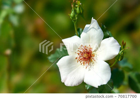 Rose White Wings 70817700