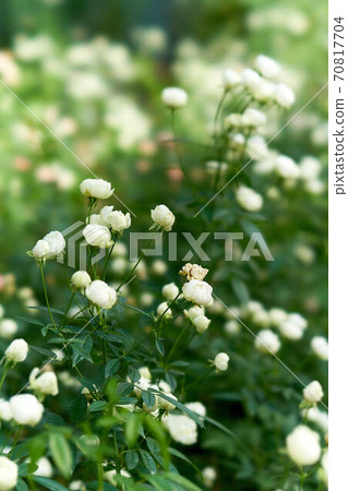 Rose Schnee Princess Rose Schnee Princess 70817704