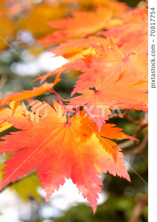 Nature, green, autumn leaves, autumn, Japan, Hokkaido, trees, plants, trees, leaves, outdoors, yellow Nature, green, autumn leaves, autumn, Japan, Hokkaido, trees, plants, trees, leaves, outdoors, yellow 70817754