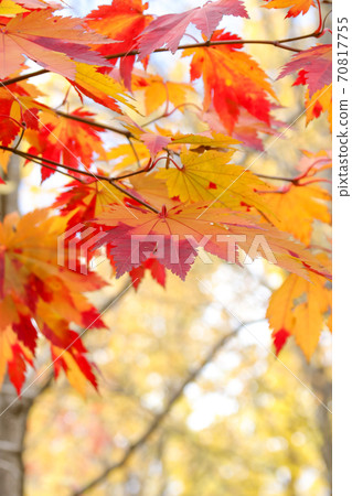 Nature, green, autumn leaves, autumn, Japan, Hokkaido, trees, plants, trees, leaves, outdoors, yellow Nature, green, autumn leaves, autumn, Japan, Hokkaido, trees, plants, trees, leaves, outdoors, yellow 70817755