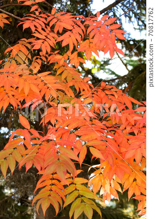 自然，綠色，秋葉，秋天，日本，北海道，樹木，植物，樹木，樹葉，戶外，黃色 70817762