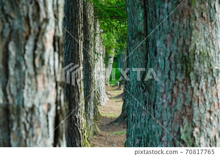 Scenery peeking through the gaps between trees 70817765