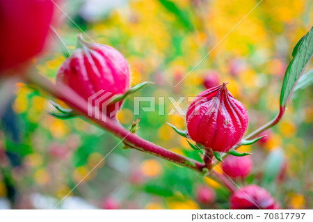 Roselle fruit in garden Roselle fruit in garden 70817797