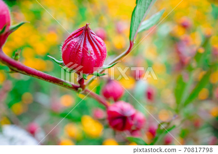 Roselle fruit in garden Roselle fruit in garden 70817798
