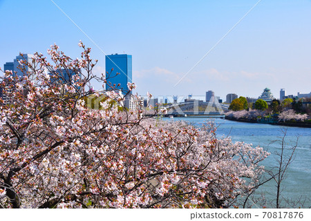 Cherry blossom view on the banks of the Okawa River Cherry blossom view on the banks of the Okawa River 70817876