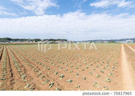 [Cabbage field where seedlings are planted] 70817965
