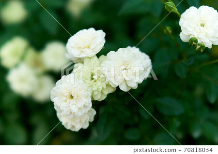 Rose green ice Rose green ice 70818034