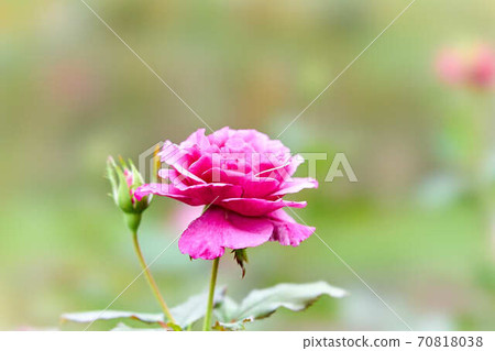 Rose Shocking Blue 70818038