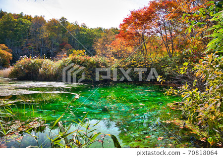 青森縣八甲田市,龍津沼,秋天的葉子在田代平沼 青森縣八甲田市,龍津沼,秋天的葉子在田代平沼 70818064