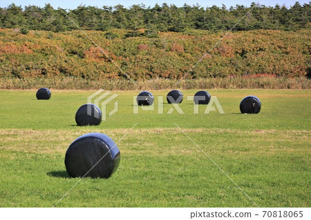 與草卷的風景 70818065